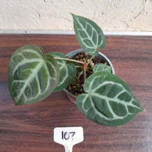 Load image into Gallery viewer, #107 Anthurium Hilders Crystallinum