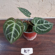 Load image into Gallery viewer, #107 Anthurium Hilders Crystallinum