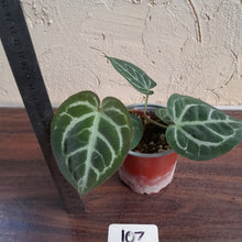 Load image into Gallery viewer, #107 Anthurium Hilders Crystallinum