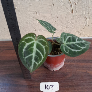 #107 Anthurium Hilders Crystallinum