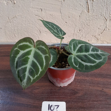 #107 Anthurium Hilders Crystallinum