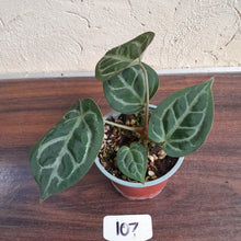 Load image into Gallery viewer, #107 Anthurium Hilders Crystallinum