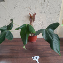 Load image into Gallery viewer, #G4 Anthurium Truncicola x Forgetii