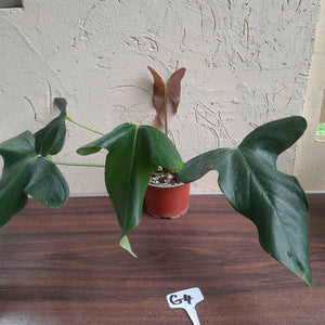 #G4 Anthurium Truncicola x Forgetii