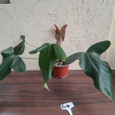 #G4 Anthurium Truncicola x Forgetii