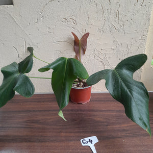 #G4 Anthurium Truncicola x Forgetii