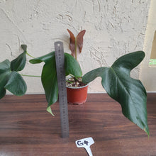 Load image into Gallery viewer, #G4 Anthurium Truncicola x Forgetii