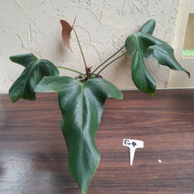 Load image into Gallery viewer, #G4 Anthurium Truncicola x Forgetii