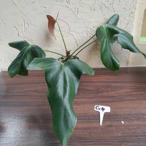 #G4 Anthurium Truncicola x Forgetii