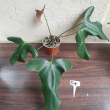 Load image into Gallery viewer, #G4 Anthurium Truncicola x Forgetii