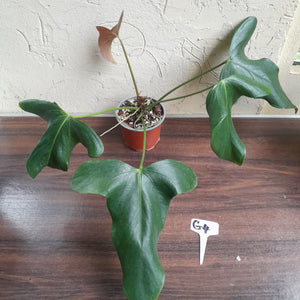 #G4 Anthurium Truncicola x Forgetii