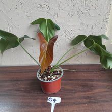 Load image into Gallery viewer, #G4 Anthurium Truncicola x Forgetii