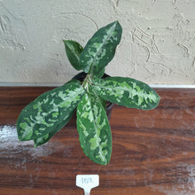 Load image into Gallery viewer, #102 Large Aglaonema Pictum Tricolor