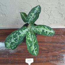 Load image into Gallery viewer, #102 Large Aglaonema Pictum Tricolor