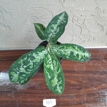 Load image into Gallery viewer, #102 Large Aglaonema Pictum Tricolor
