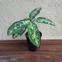 Load image into Gallery viewer, #102 Large Aglaonema Pictum Tricolor