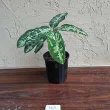Load image into Gallery viewer, #102 Large Aglaonema Pictum Tricolor