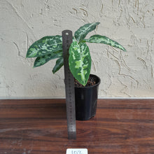 Load image into Gallery viewer, #102 Large Aglaonema Pictum Tricolor
