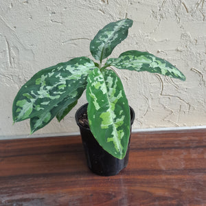 #102 Large Aglaonema Pictum Tricolor