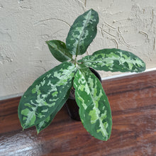 Load image into Gallery viewer, #102 Large Aglaonema Pictum Tricolor