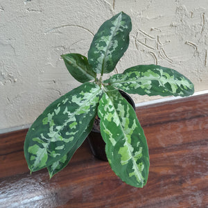 #102 Large Aglaonema Pictum Tricolor