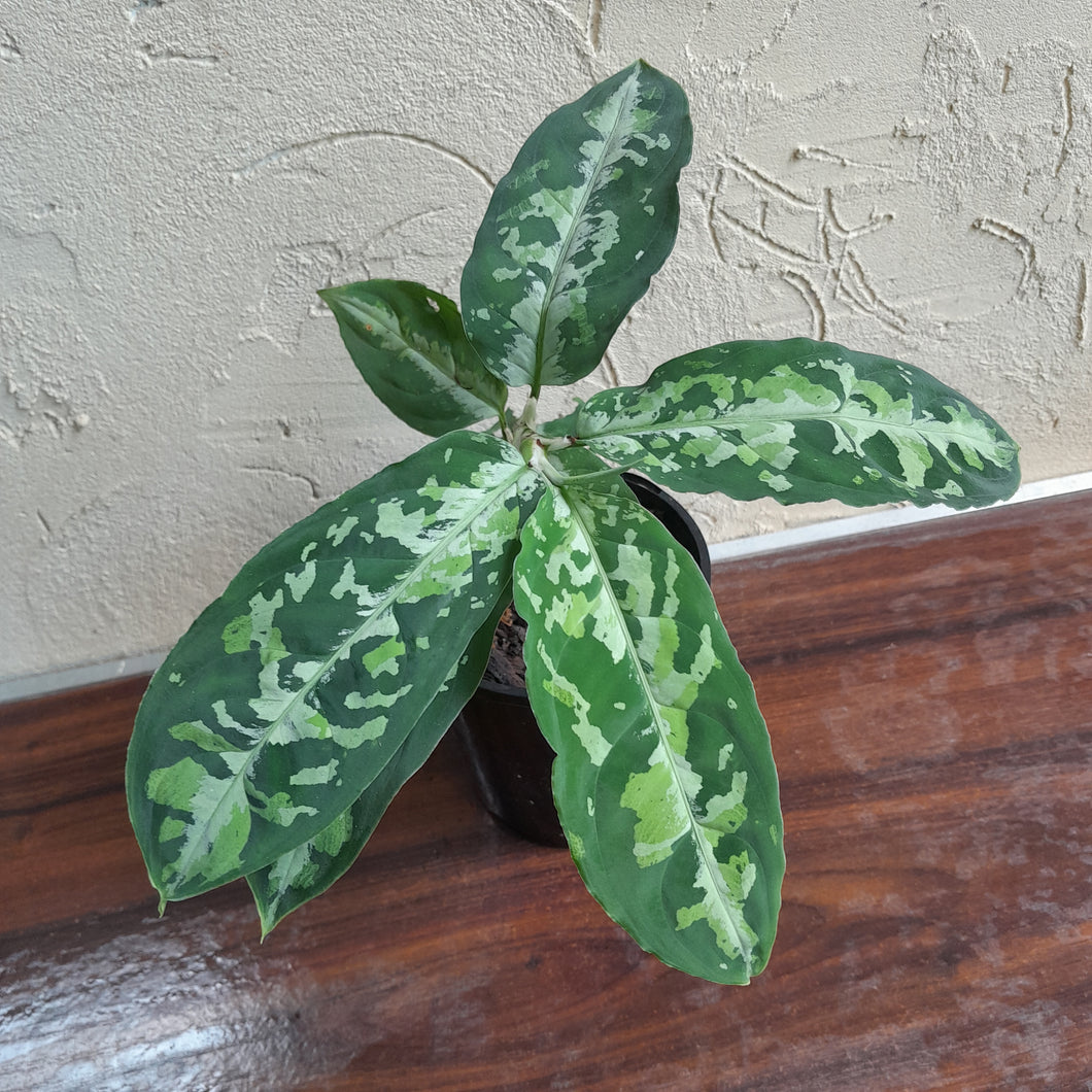 #102 Large Aglaonema Pictum Tricolor