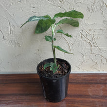 Load image into Gallery viewer, #102 Large Aglaonema Pictum Tricolor