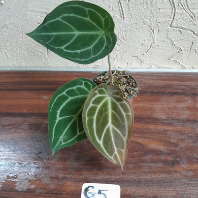 #G5 Anthurium Crystallinum x Forgetii
