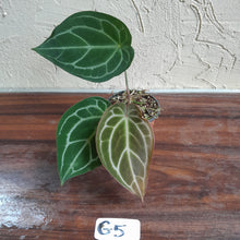 Load image into Gallery viewer, #G5 Anthurium Crystallinum x Forgetii