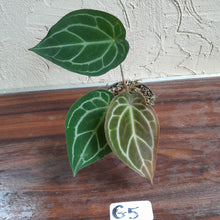 Load image into Gallery viewer, #G5 Anthurium Crystallinum x Forgetii