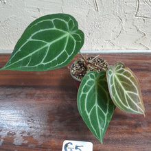 Load image into Gallery viewer, #G5 Anthurium Crystallinum x Forgetii