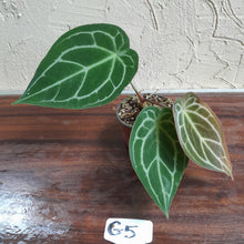 Load image into Gallery viewer, #G5 Anthurium Crystallinum x Forgetii