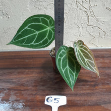 Load image into Gallery viewer, #G5 Anthurium Crystallinum x Forgetii