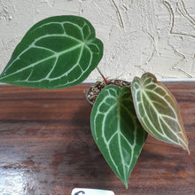 Load image into Gallery viewer, #G5 Anthurium Crystallinum x Forgetii