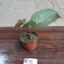 Load image into Gallery viewer, #G5 Anthurium Crystallinum x Forgetii