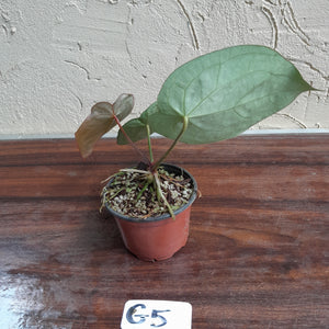 #G5 Anthurium Crystallinum x Forgetii