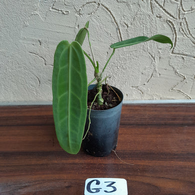#G3.0 Anthurium Warocqueanum