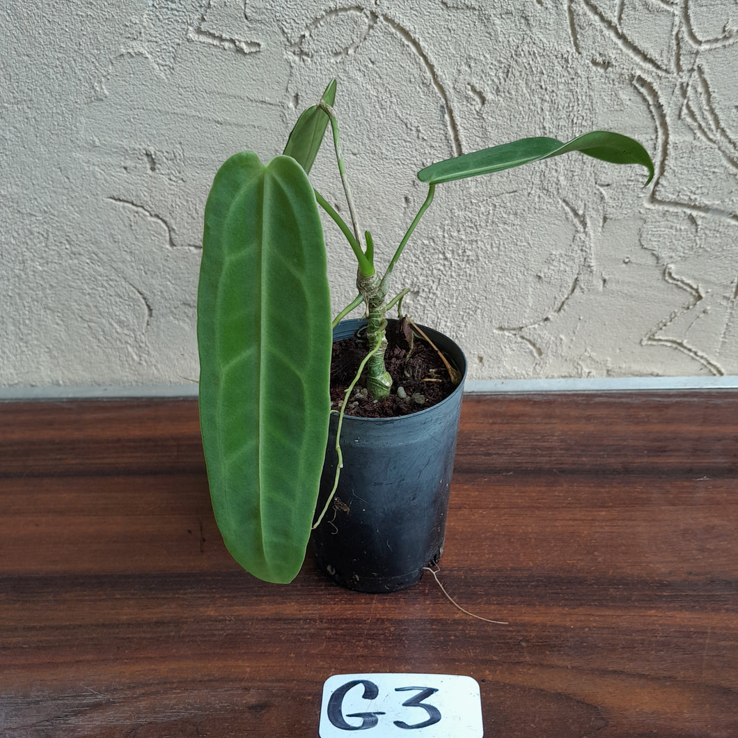 #G3.0 Anthurium Warocqueanum