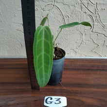 Load image into Gallery viewer, #G3.0 Anthurium Warocqueanum