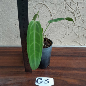 #G3.0 Anthurium Warocqueanum