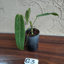 Load image into Gallery viewer, #G3.0 Anthurium Warocqueanum