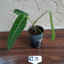 Load image into Gallery viewer, #G3.0 Anthurium Warocqueanum