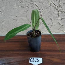 Load image into Gallery viewer, #G3.0 Anthurium Warocqueanum