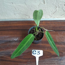 Load image into Gallery viewer, #G3.0 Anthurium Warocqueanum