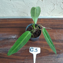 Load image into Gallery viewer, #G3.0 Anthurium Warocqueanum