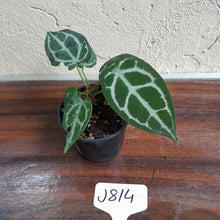 Load image into Gallery viewer, #J814 Two x Headed Anthurium Crystallinum x