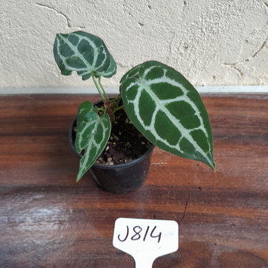 #J814 Two x Headed Anthurium Crystallinum x