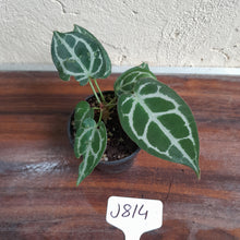 Load image into Gallery viewer, #J814 Two x Headed Anthurium Crystallinum x