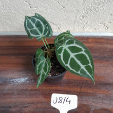 Load image into Gallery viewer, #J814 Two x Headed Anthurium Crystallinum x
