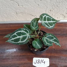 Load image into Gallery viewer, #J814 Two x Headed Anthurium Crystallinum x